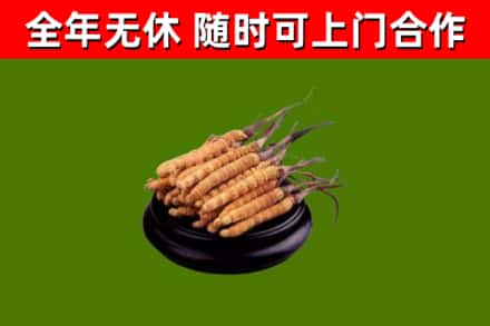 黄埔区回收散虫草